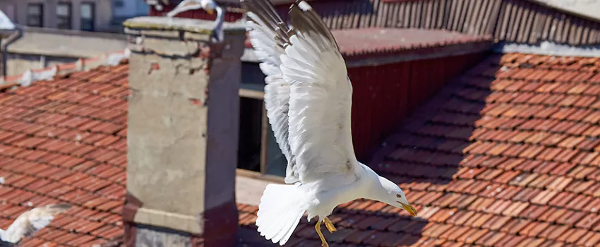 Residential Chimney Animal Removal Solution in Jacksonville, FL
