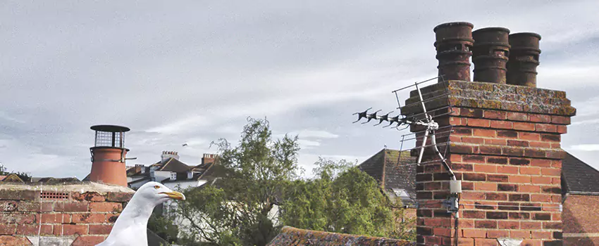 Chimney Cleaning And Restoration in Jacksonville, Florida
